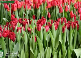 Tulipa Versaci ® (2)